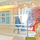 Model schedel met zenuwbanen