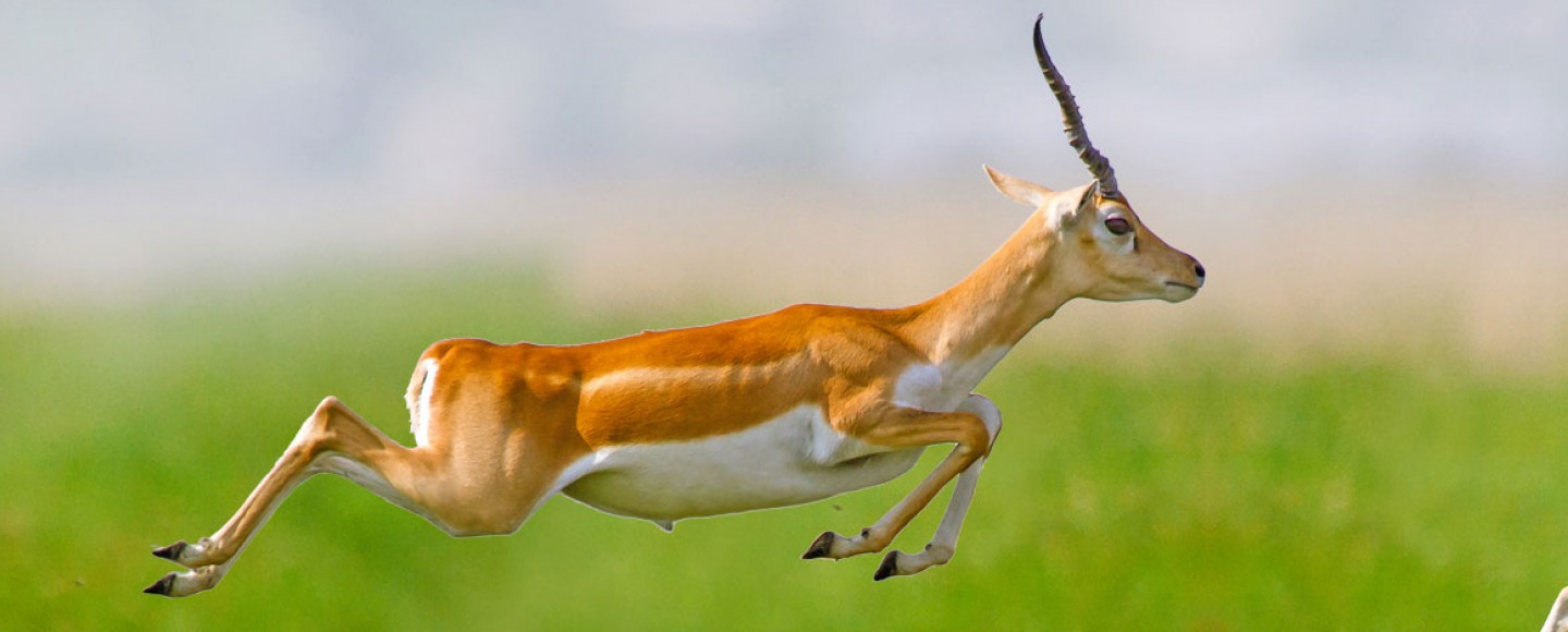 Close up van springende gazellen in het wild